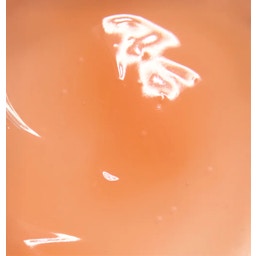 Rosental Organics Lip Plumper - 15 ml