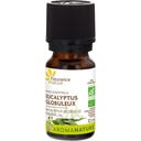 Organic Eucalyptus Globulus Essential Oil - 10 ml