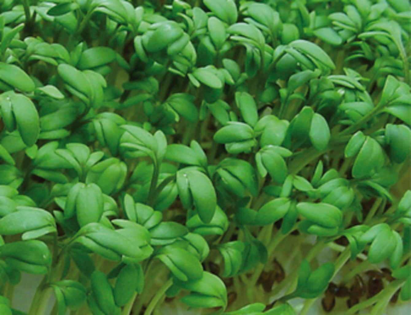 De Bolster Keimsprossen Kresse - 50 g