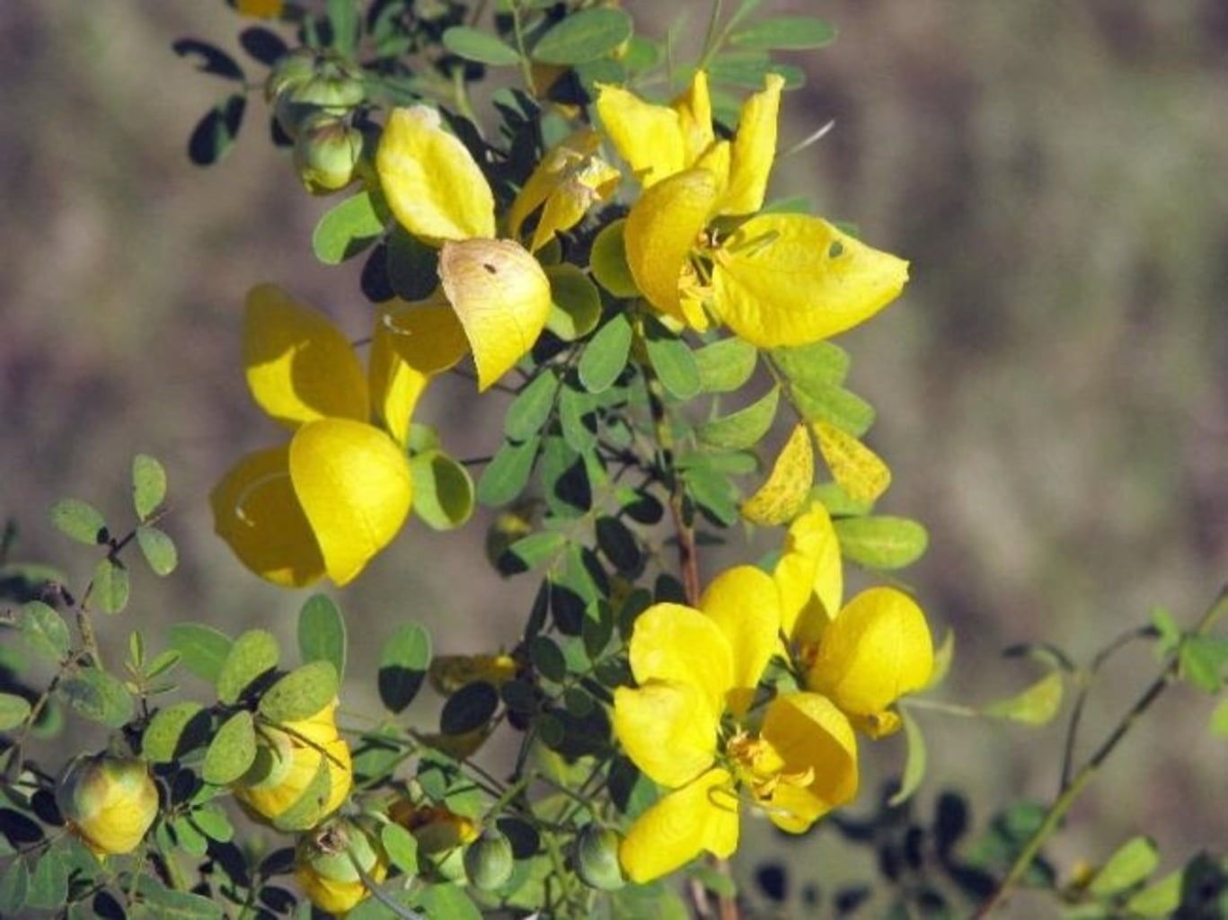 EtnoBotanika Organic Senna - 100 g