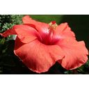 EtnoBotanika Organic Hibiscus - 100 g