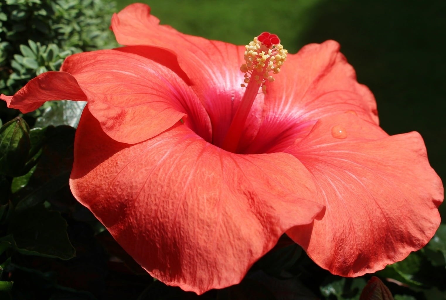 EtnoBotanika Organic Hibiscus - 100 g