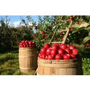 BioKing Ocet jabłkowy naturalnie mętny bio