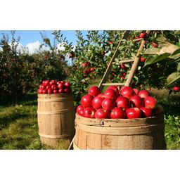 BioKing Ocet jabłkowy naturalnie mętny bio