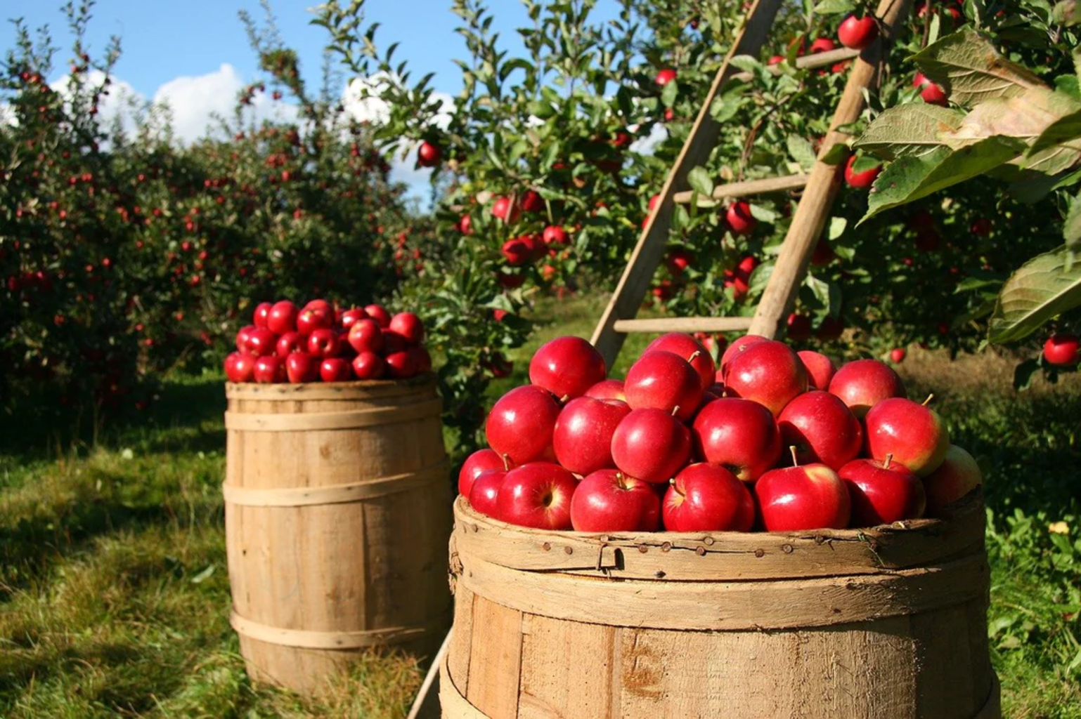 Organic Apple Cider Vinegar, Naturally Cloudy