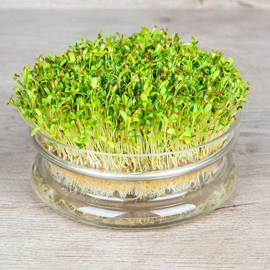 De Bolster Seed Tray for Sprouts - 1 Pc