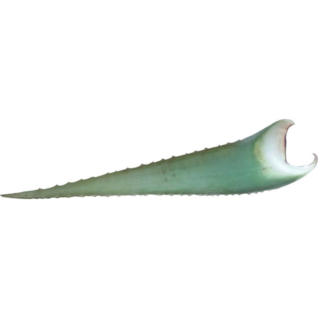 Aloe Vera-Blatt, Schwankungsbreite: 500-700 g
